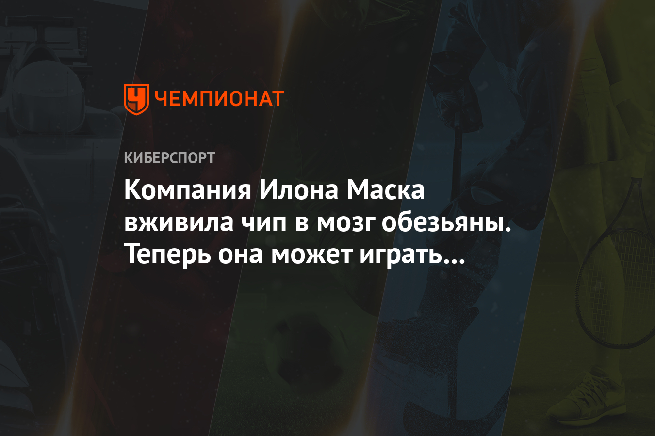 Илон маск внедрил чип в человека. Вживили чип в обезьяну. Чип Илона маска мозговой. Илон Маск чипы в мозг обезьян. Илон Маск вживил чип в мозг обезьяны и научил ее видеоиграм.