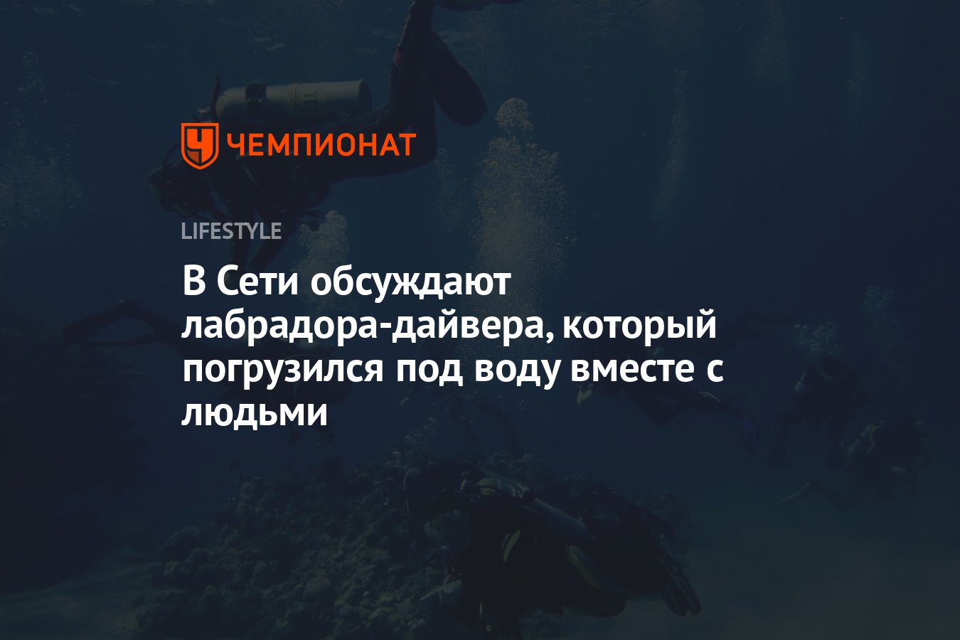 Лабрадор-дайвер в скафандре удивил пользователей Сети - Чемпионат