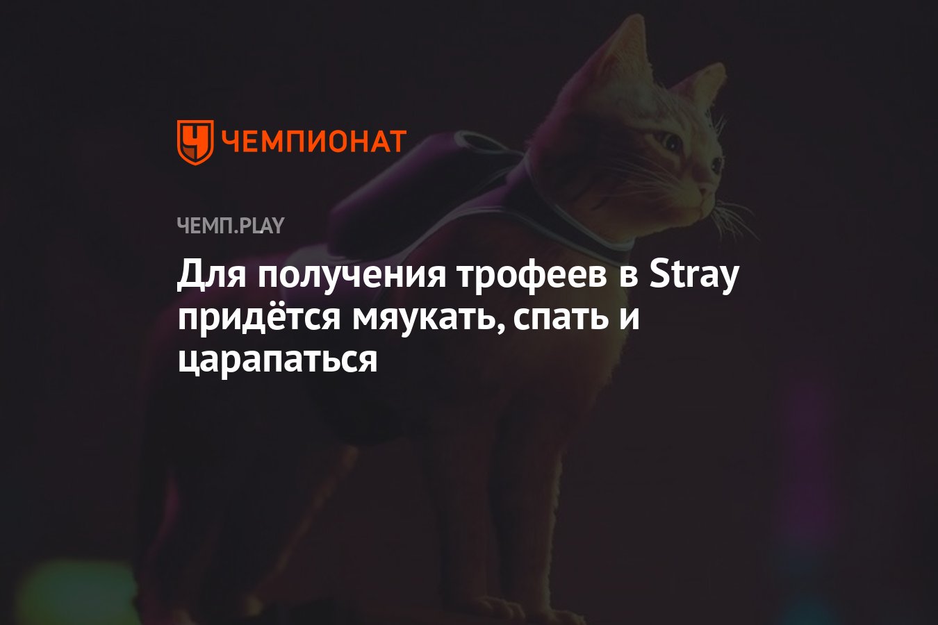    stray       