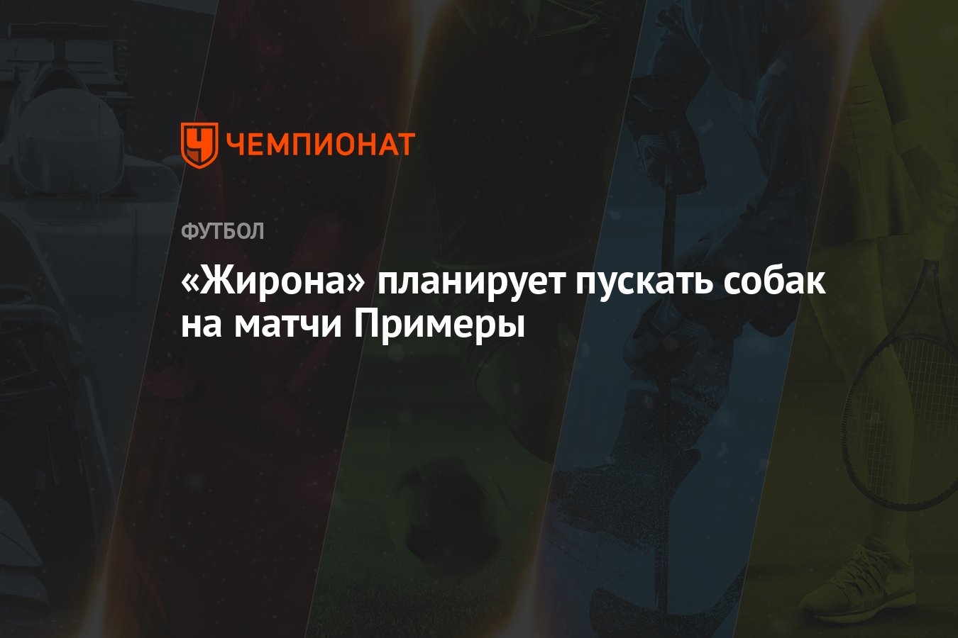 «Жирона» планирует пускать собак на матчи Примеры - Чемпионат