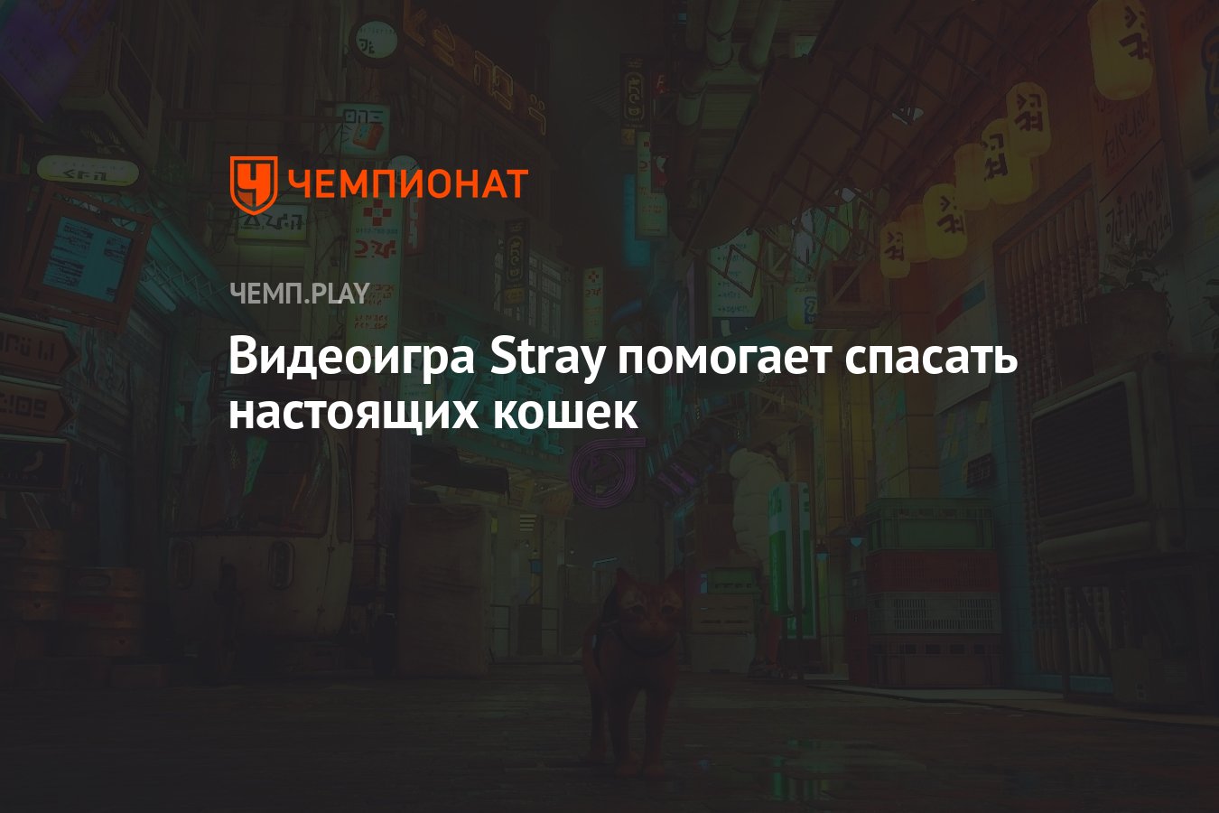 Видеоигра Stray помогает спасать настоящих кошек - Чемпионат