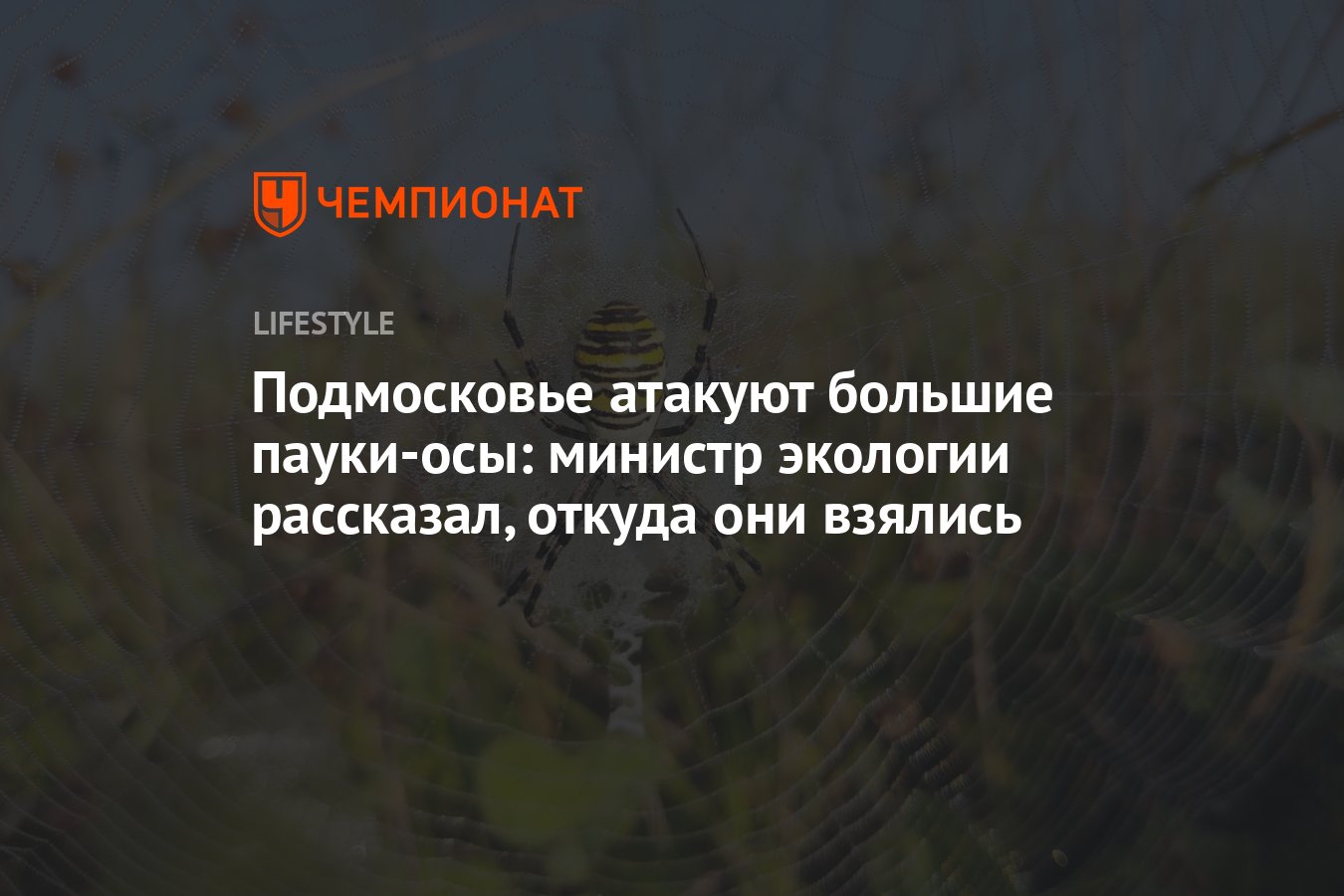 Подмосковье атакуют большие пауки-осы: Министр экологии рассказал, откуда  они взялись - Чемпионат