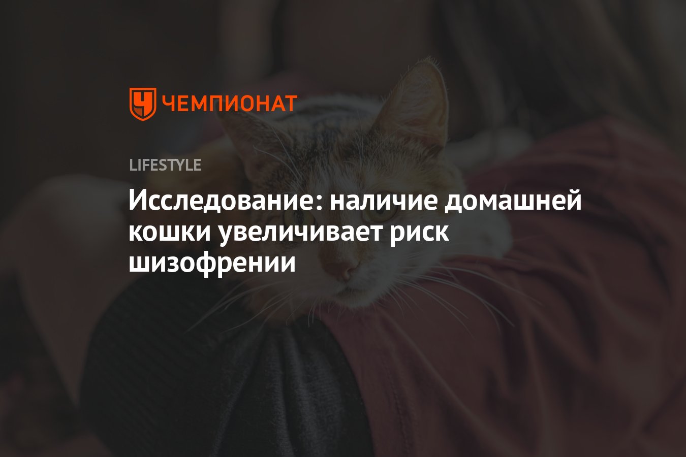 Исследование: наличие домашней кошки увеличивает риск шизофрении - Чемпионат