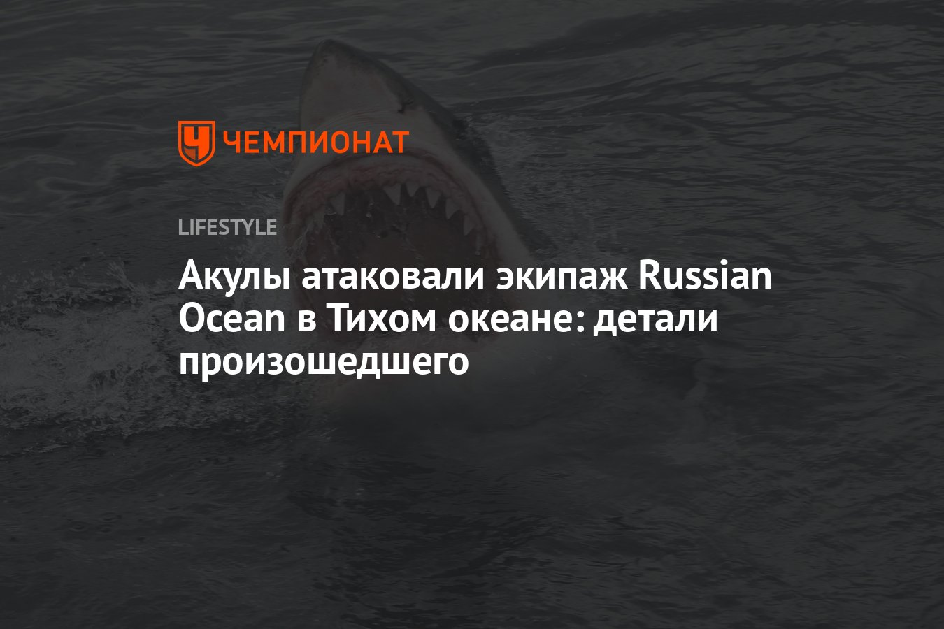 Акулы атаковали экипаж российской кругосветной экспедиции Russian Ocean в Тихом  океане - Чемпионат