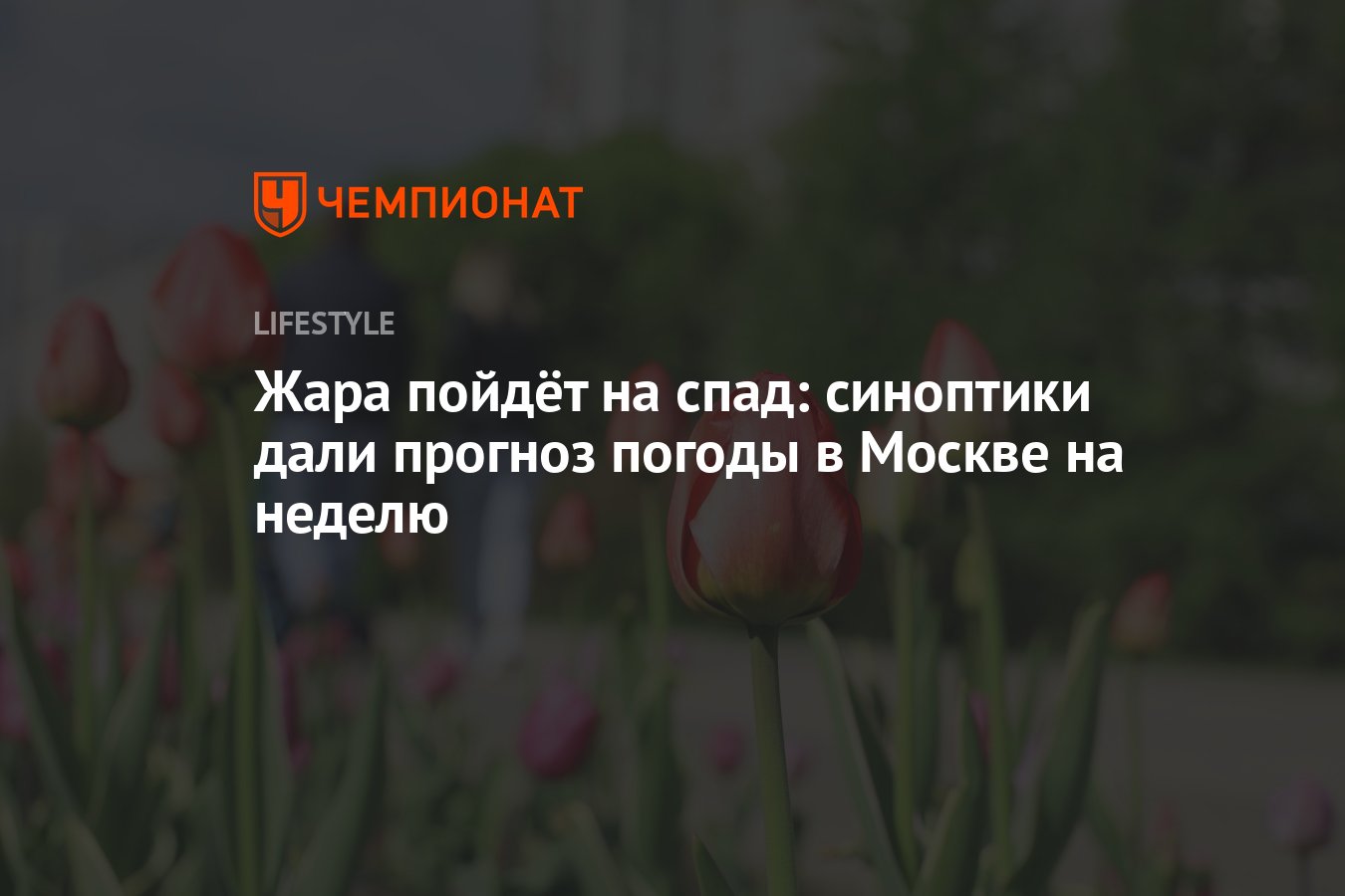 Жара пойдёт на спад: синоптики дали прогноз погоды в Москве на неделю -  Чемпионат