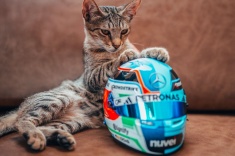 Кот — главная звезда Гран-при Ф-1 в Баку