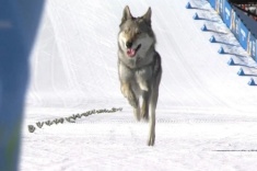 Собака на фотофинише! Пёс — звезда спринта на ОИ