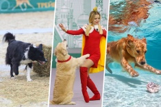 Необычные виды спорта для собачников