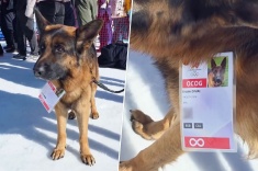 Служебная собака стала звездой ОИ-2026. Видео