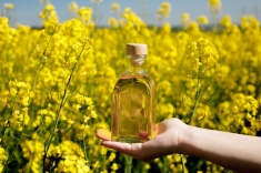 Рыжиковое масло: польза и вред, из чего делают
