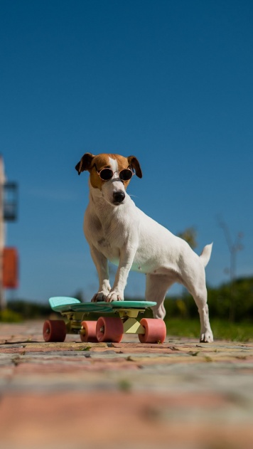 Пёс показывает мастер-класс скейтбордистам