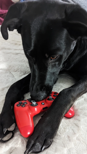 История собаки, которая сама покупала игры на PS4