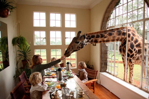 Хочу туда: отель, в котором можно позавтракать вместе с жирафом