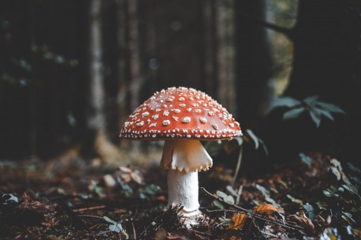 Чем опасны лесные грибы? ПП-суп из них может принести больше вреда, чем пользы