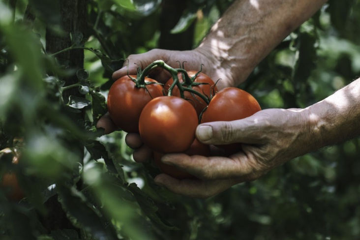 Топ-7 полезных для сердца летних продуктов Топ-7 полезных для сердца летних продуктов