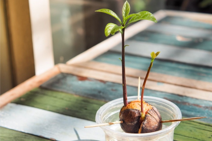 Как вырастить авокадо из косточки в домашних условиях в горшке — пошаговое руководство