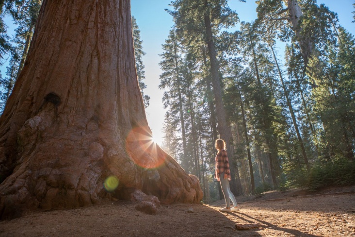 Топ-5 самых старых деревьев в мире