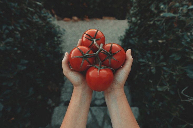 Почему нельзя есть помидоры каждый день?