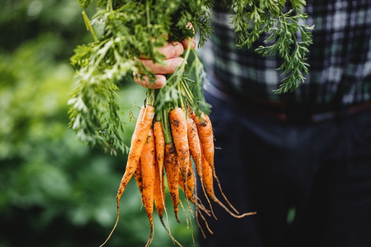 Учёные изучили питательный состав моркови
