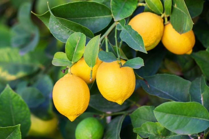 Почему не стоит выбрасывать лимонные косточки