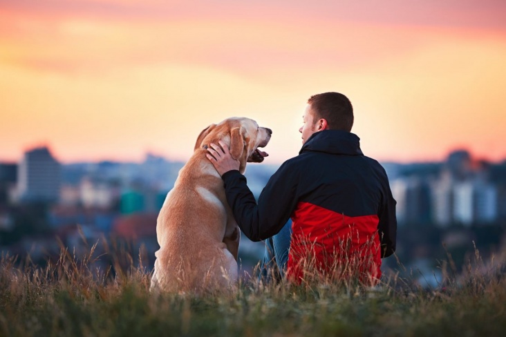 5 трогательных историй о преданных собаках