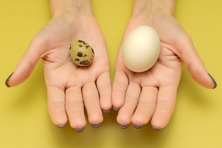 Какие яйца полезнее: куриные или перепелиные