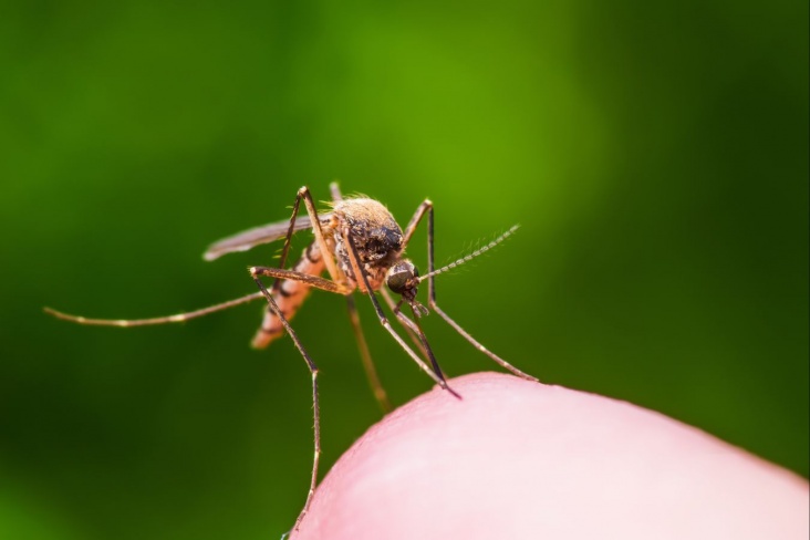 В России обнаружили 47 новых вирусов в комарах