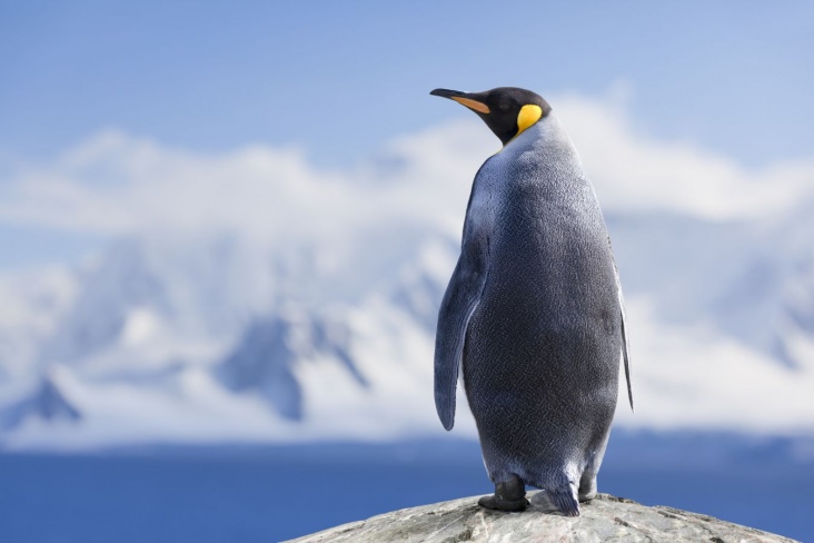 Учёные нашли птичий грипп у королевских пингвинов