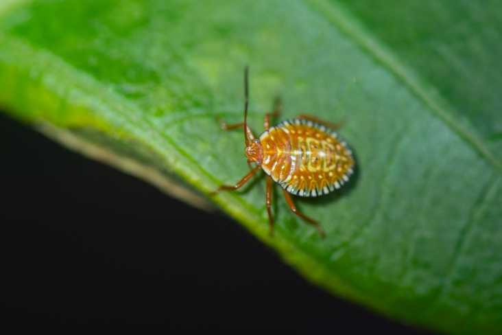 Как бороться с клопами