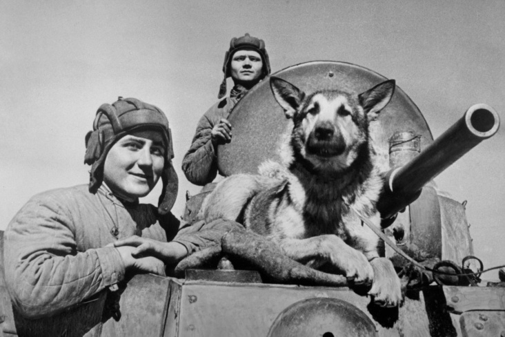 Животные, спасавшие людей в блокаду Ленинграда